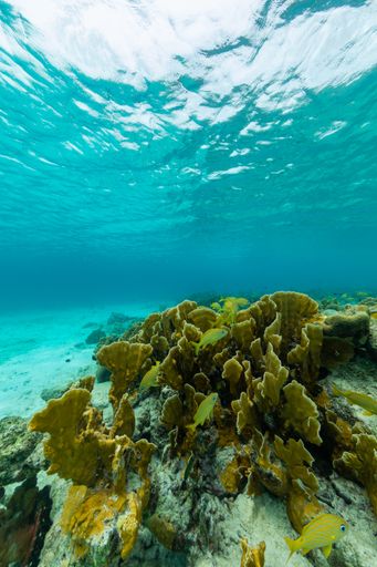 A vertical shot of the underwater ocean world getting in touch with the sky in  Bonaire, Caribbean