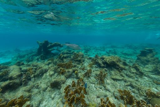 An interesting shot from the unexplored underwater world in Bonaire, Caribbean