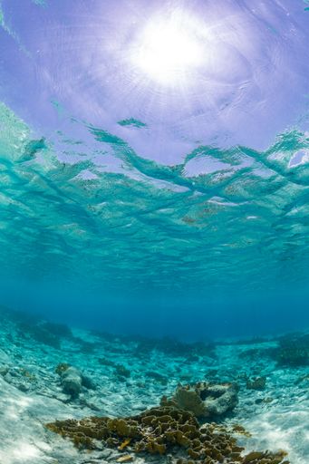 A vertical shot of the underwater ocean world getting in touch with the sky in  Bonaire, Caribbean