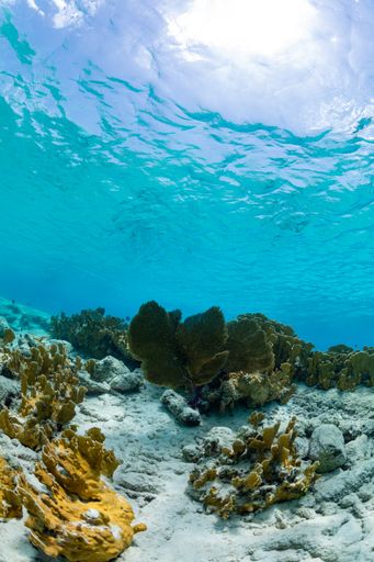 A vertical shot of the underwater ocean world getting in touch with the sky in  Bonaire, Caribbean