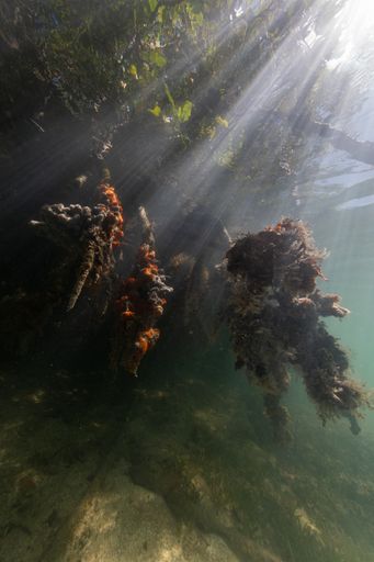 A vertical shot of the sun sliding through the mysterious underwater world in Bonaire, Caribbean
