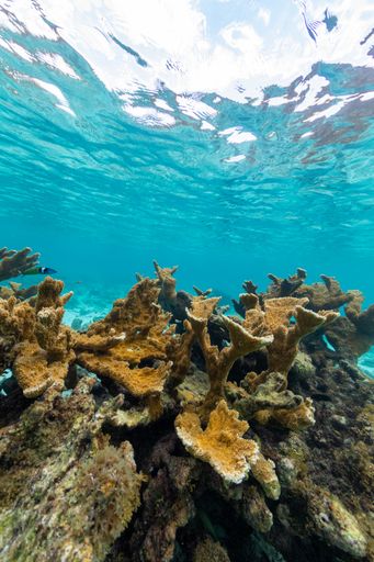 A beautiful scenery from the mysterious underwater world in Bonaire, Caribbean