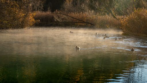 A beautiful shot of a lake with ducks swimming and a light mist surrounded by bushes