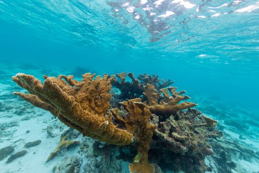 A beautiful shot of the mysterious underwater world in Bonaire, Caribbean