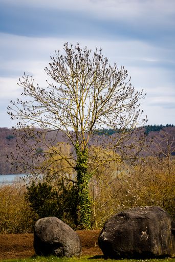 A vertical shot of a tree with green foliage on the trunk against the background of the sky.