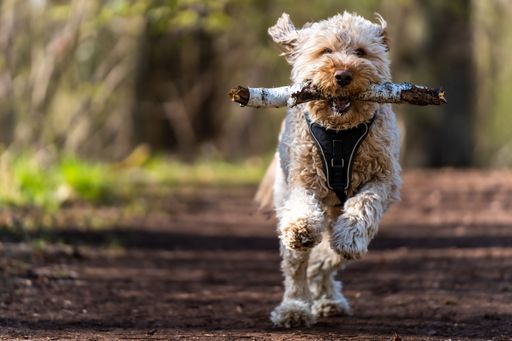 A Goldendoodle running in the park with a stick in his mouth.