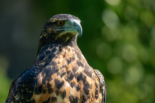 A closeup shot of an eagle in a park in sunny weather on a blurred background