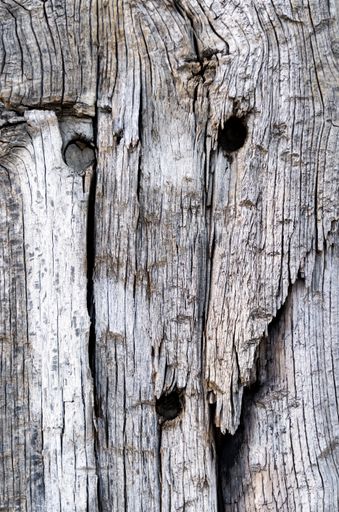 A vertical shot of a tree bark texture for backgrounds