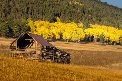 An old wooden barn at a field with autumn aspen trees in the background