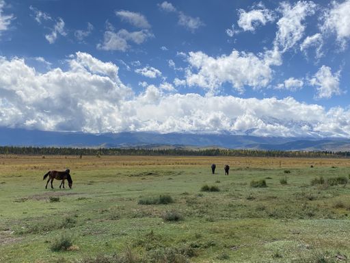 A beautiful shot of a horse grazing on grass in a field under a bright cloudy sky