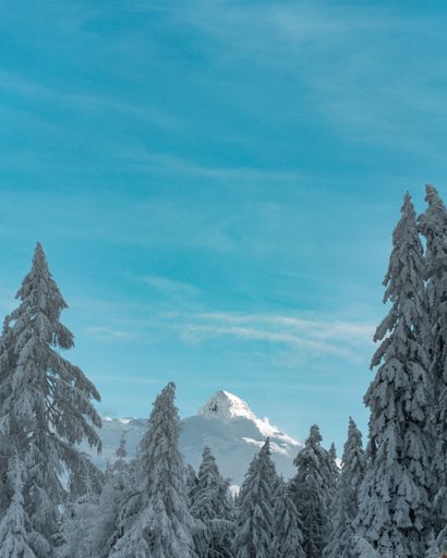 A vertical shot of the snow covered pine trees with a snow covered  mountain peak in the background