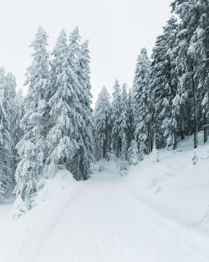 A vertical shot of the snow covered pine trees on a hill completely covered with snow