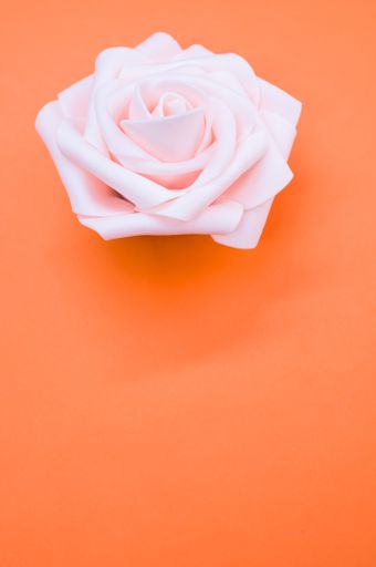 A vertical shot of a beautiful pink rose placed on an orange surface