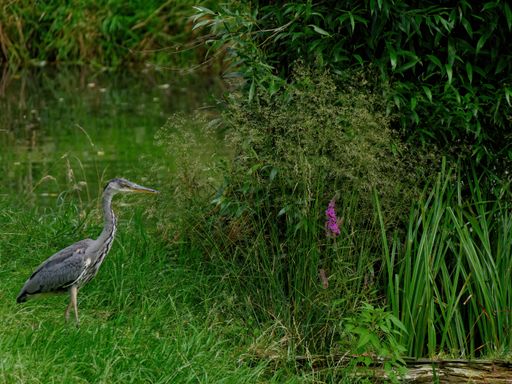 An exotic duck standing on the grass near the pond