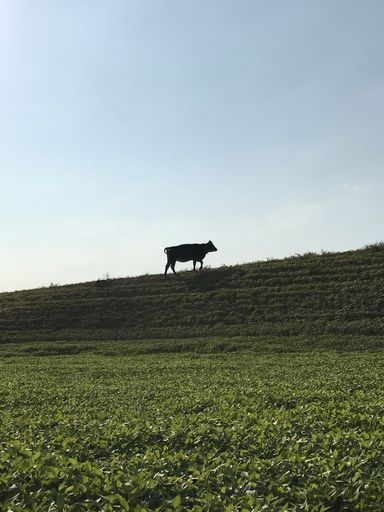 A vertical shot of a cow in the pasture under the clear blue sky