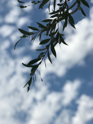 A vertical closeup shot of a silver maple tree branch with green leaves under the beautiful cloudy sky
