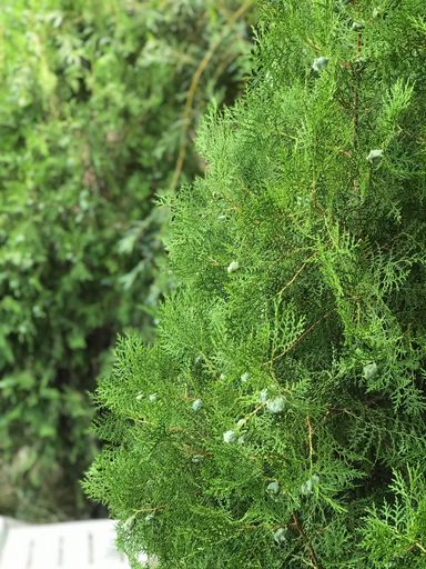 A vertical shot of a green fir tree - grat for a natural wallpaper