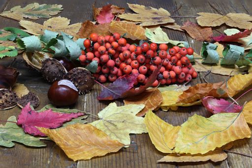 A closeup shot of autumn still life with leaves and berries