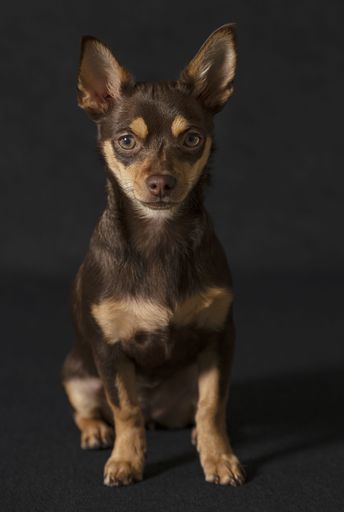 A cute brown chihuahua on a black background