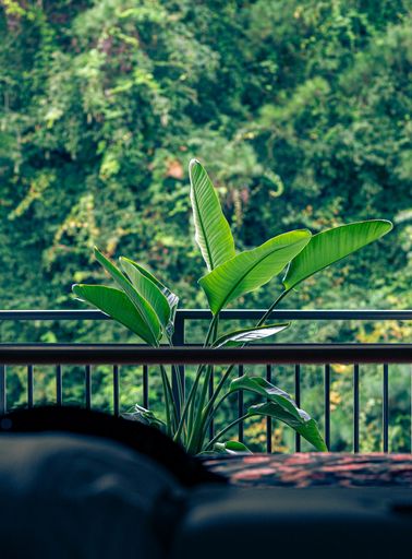 A vertical shot of green tropical plants