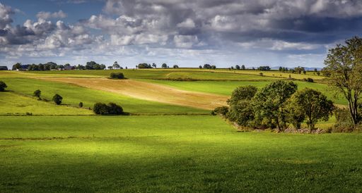 A closeup shot of grassland and trees on a cloudy day