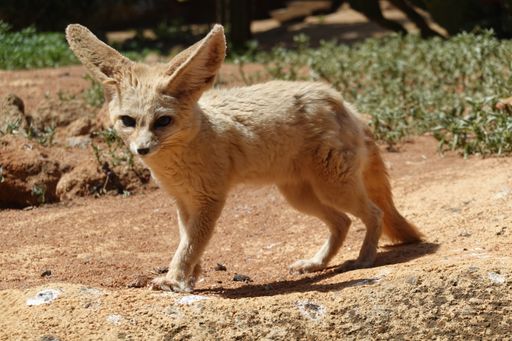 A closeup shot of a desert fox
