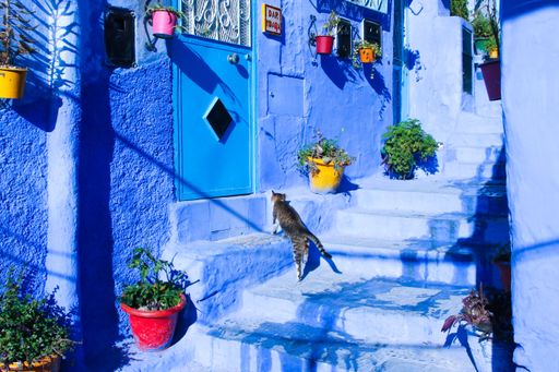 A cat running in street of Chefchaouen