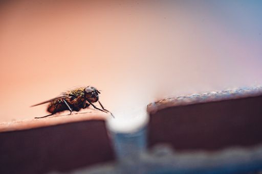A closeup of housefly resting on a surface