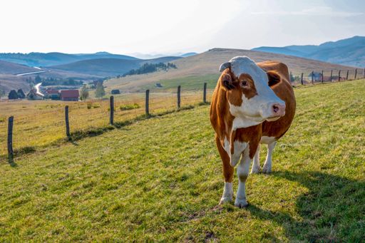A closeup of a cow standing on the green grass on a field during daylight