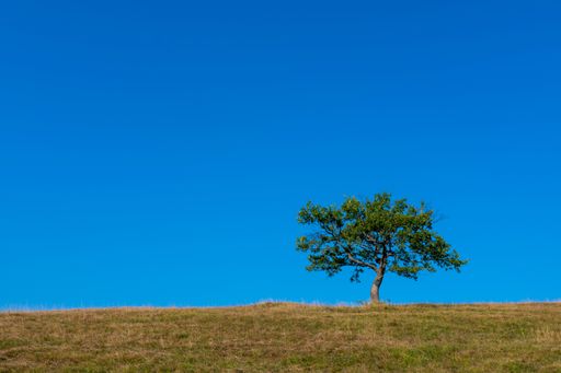 A single lonely tree on a field under the clear blue sky during daylight