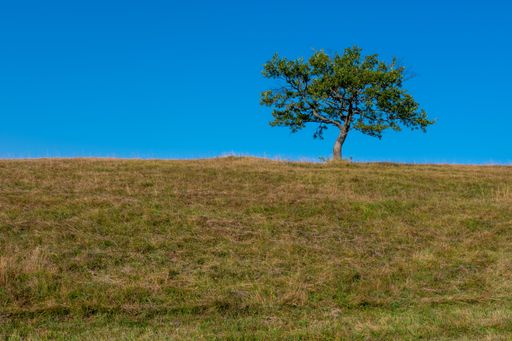 A single lonely tree on a field under the clear blue sky during daylight