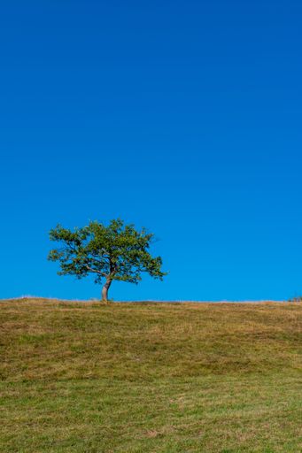 A vertical shot of a single lonely tree on a field under the clear blue sky during daylight