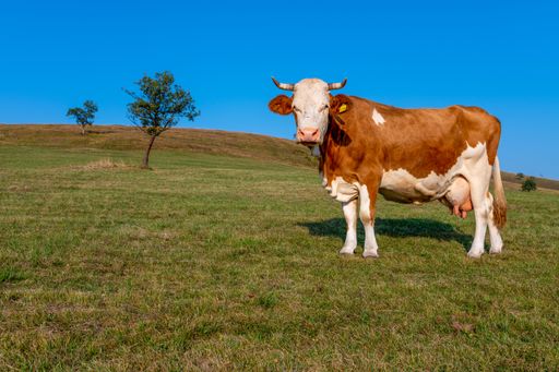 A closeup of a cow standing on the green grass on a field during daylight