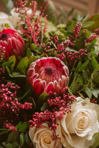 Protea flower bunch. Beautiful protea flower in bloom. Close up view of beautiful red proteas.