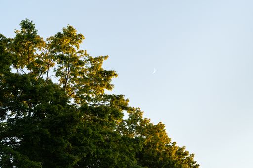 A closeup shot of green tree foliage with the moon crescent at daytime