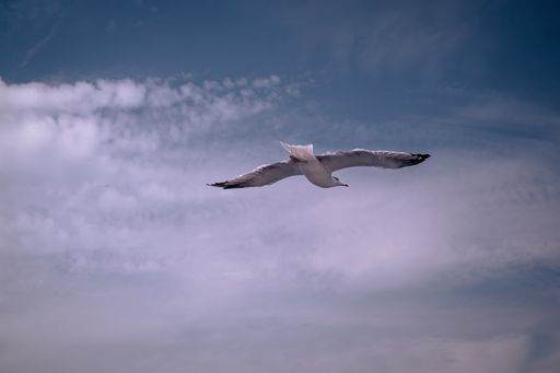 A beautiful shot of a seagull flying in a cloudy sky