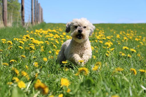 An adorable poodle dog running in a beautiful green field at daytime