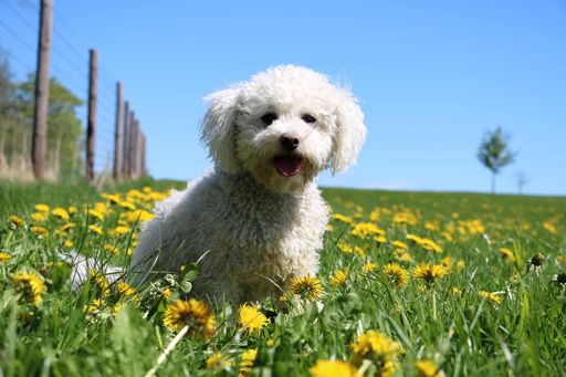 An adorable poodle dog running in a beautiful green field at daytime