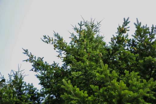 A low angle shot of green spruce tree with immature cones against a white sky