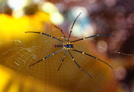 A macro photography shot of a black spider on a spider web with a blurred background