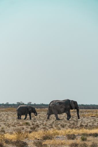 A vertical shot of a mother and a baby elephant walking in a bushy field