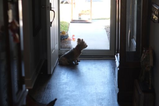 A dog sitting near a door of a house while staring outside and waiting for its owner to come home