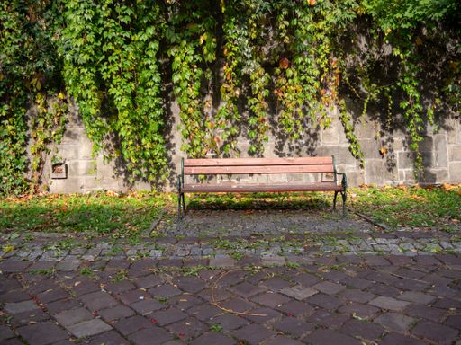 A closeup of a wooden empty bench in a park, climbing green plants on the wall in the background
