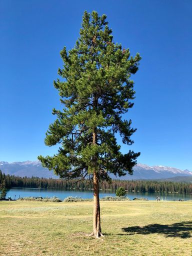 A vertical shot of a single fir tree near the lake with trees and high rocky mountains in the background