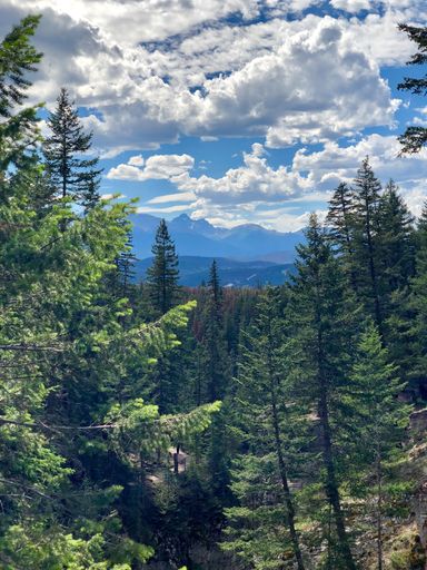 A vertical shot of a beautiful forest with a lot of fir trees under the cloudy sky