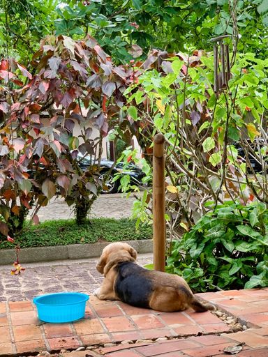 A vertical shot of a black and brown dog sitting in the backyard near green plants
