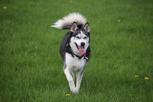 A playful husky running in a park
