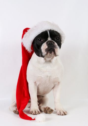 A cute black and white french bulldog sitting in the white studio with a Santa Claus hat