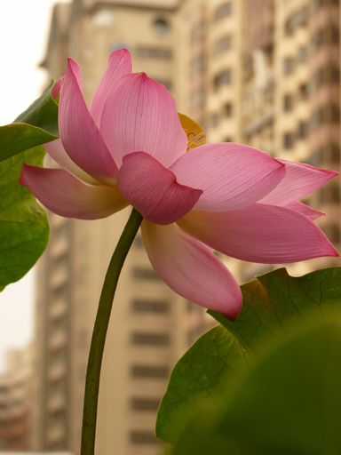 A selective focus shot of beautiful pink lotus surrounded by greenery