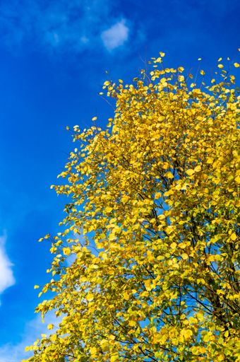 A vertical shot of yellow leaves on a tree in the autumn season against a blue sky